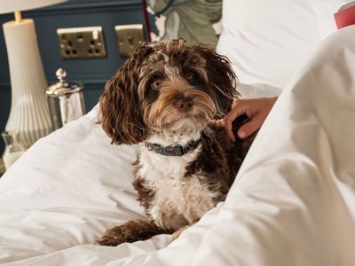Francis Hotel Bath dog friendly Francis Hotel Bath dog friendly